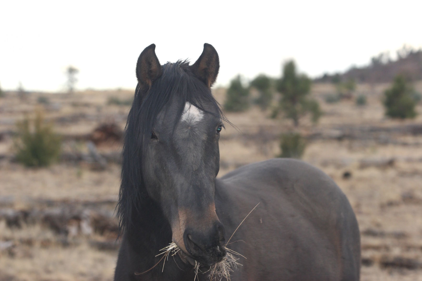 Heber Wild Horses